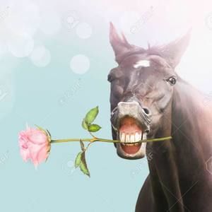 Meet your Posher, Kristy